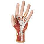 Upper Extremity Models