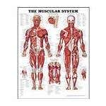 Anatomical Charts