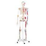 Skeletons