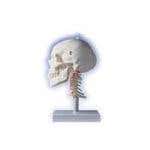 Skull Models