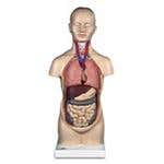 Torso Models