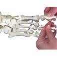 Fred-The Flexible Skeleton W/5' Roller Stand