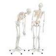 Fred The Flexible Skeleton Fully Painted