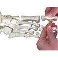 Fred The Flexible Skeleton Fully Painted