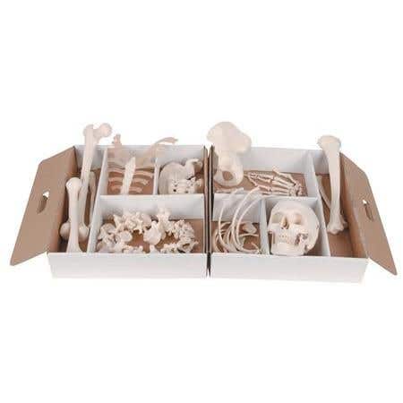 Disarticulated Half Skeleton - Right