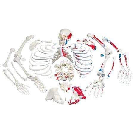 Disarticulated Skeleton Fully Painted