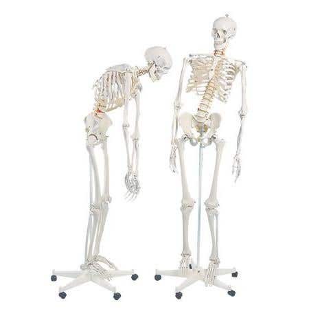 Fred-The Flexible Skeleton W/5' Roller Stand