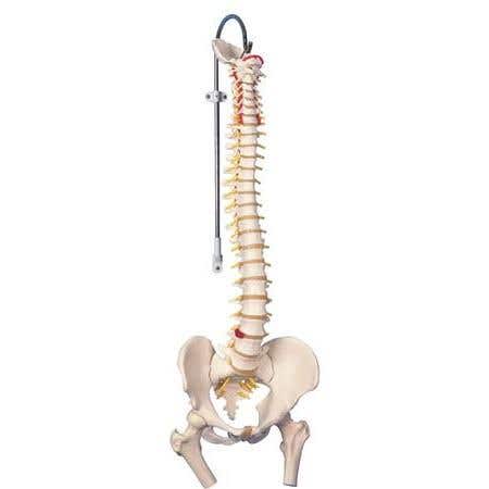 Vertebral Column &amp; Femoral Heads