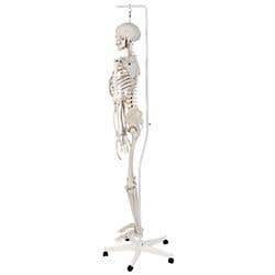 Stan The Standard Skeleton W/Hanging Roller Stand