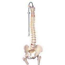 Vertebral Column &amp; Femoral Heads