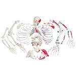 Disarticulated Skeleton Fully Painted