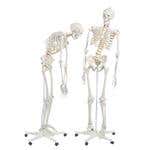 Fred-The Flexible Skeleton W/5' Roller Stand