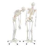 Fred The Flexible Skeleton Fully Painted