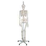 The Functional Skeleton On Hanging Stand, "Frank"