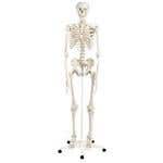 Stan-Standard Skeleton on Pelvic Roller Stand