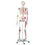 Sam The Super Skeleton W/ Hanging Stand