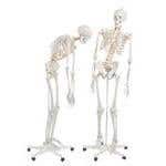 Fred-The Flexible Skeleton W/5' Roller Stand