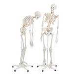 Fred The Flexible Skeleton Fully Painted