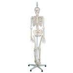 The Functional Skeleton On Hanging Stand, "Frank"