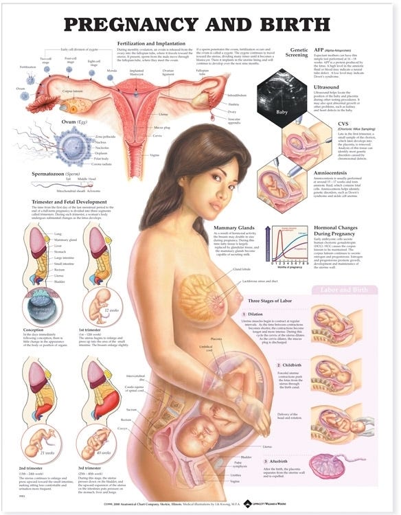 Pregnancy And Birth Laminated Poster 20 X 26 