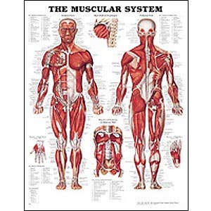 Anatomy ChartsPosters - Human Anatomical Charts