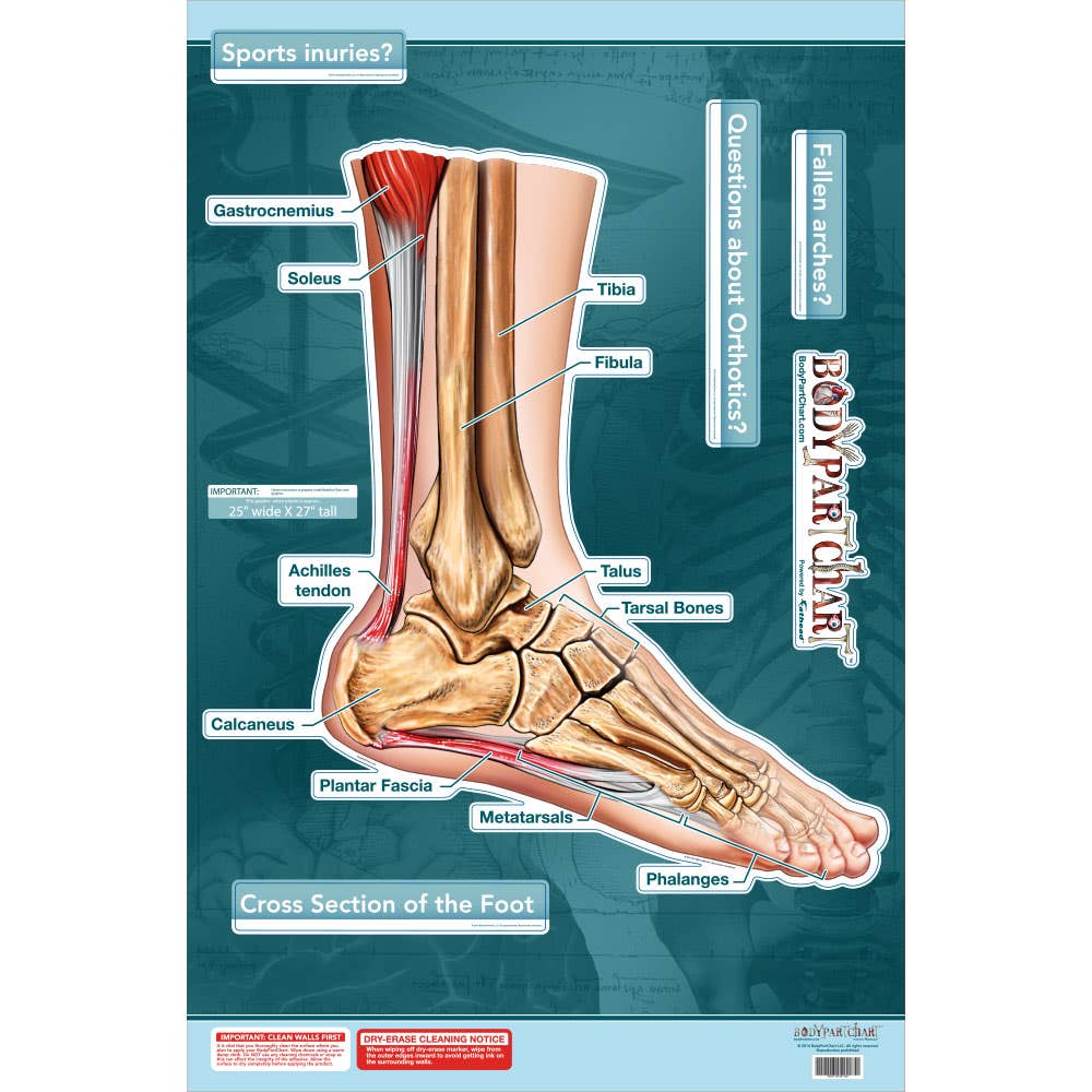 BodyPartChart™ Cross Sections of the Foot 24.5” x 32.5” Labeled