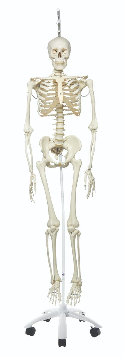 Anatomical model: Phil the physiological skeleton