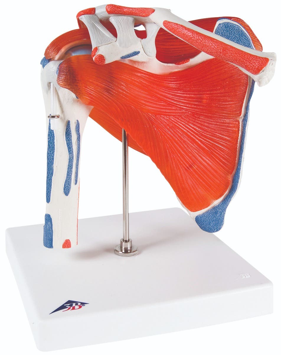 Anatomical model: shoulder joint w/rotator cuff