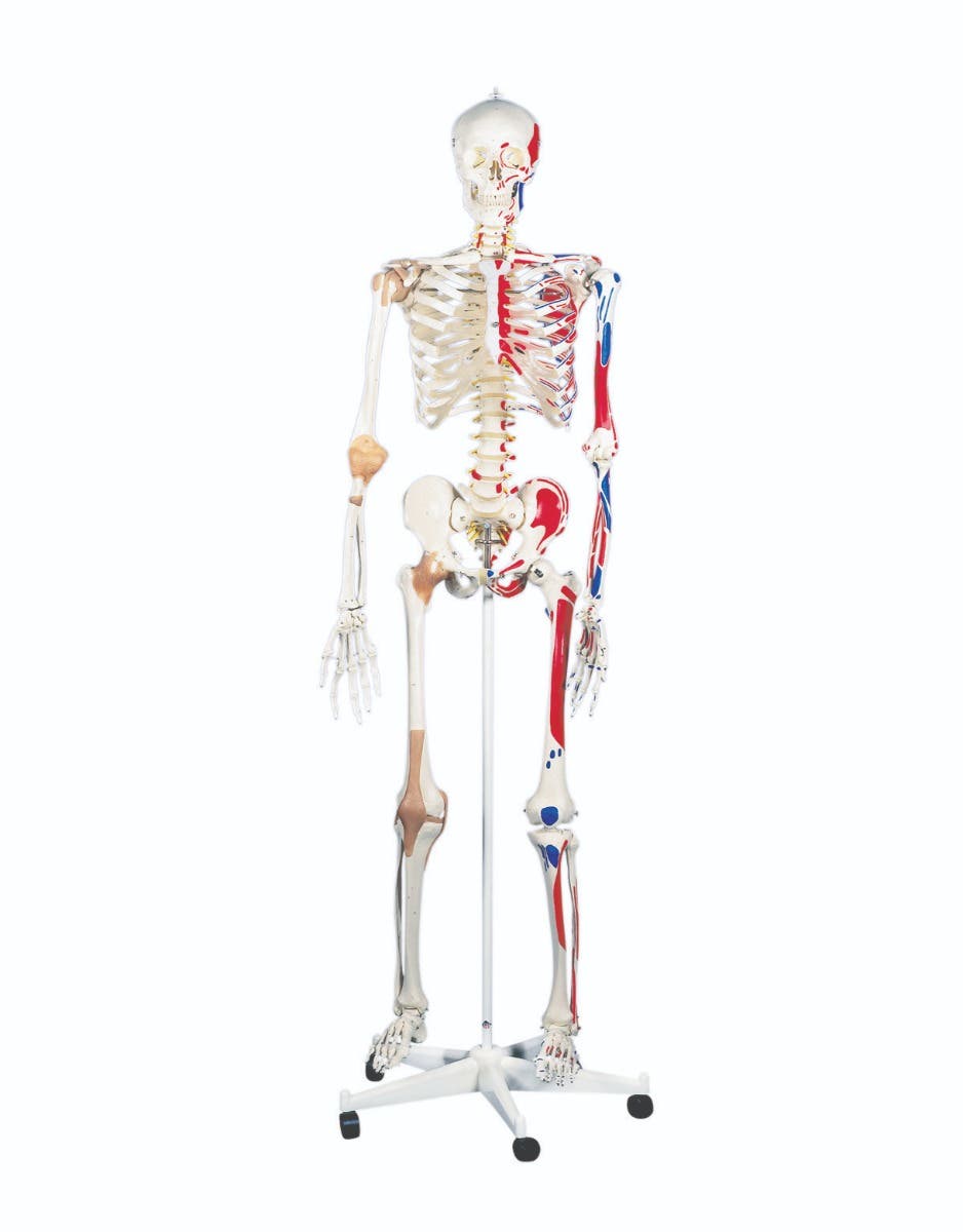 Anatomical model: Sam the super skeleton w/pelvic on roller stand