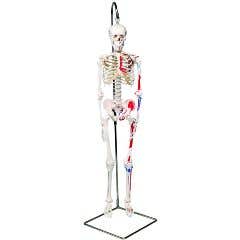 Anatomical model: mini hanging skeleton, painted