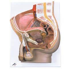 3b Scientific Anatomical Male Pelvis, 2 Part - Anatomical Model - Male Pelvis, 2 Part