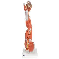 3b Scientific Anatomical Model - Regular Muscular Arm 6-Part - Anatomical Model - Regular Muscular Arm 6-Part
