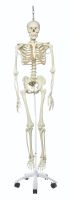 Anatomical model: Phil the physiological skeleton