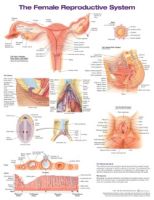 Female Reproductive System Anatomical Chart Laminated 20x26