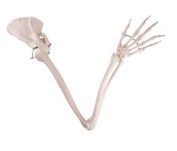 Arm Skeleton with Scapula & Clavicle