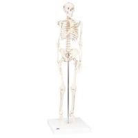 3b Scientific Anatomical Model - Shorty The Mini Skeleton On Mounted Base - Anatomical Model - Shorty The Mini Skeleton On Mounted Base