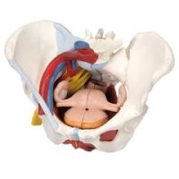 3b Scientific Anatomical Model - Female Pelvis, 6-Part With Ligaments - Anatomical Model - Female Pelvis, 6-Part With Ligaments
