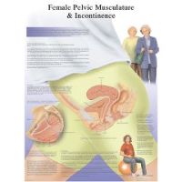 3b Scientific Anatomical Chart - Female Urinary Incontinence Chart, Laminated - Anatomical Chart - Female Urinary Incontinence Chart, Laminated
