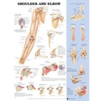 Shoulder/Elbow Poster 20 X 26 Styrene