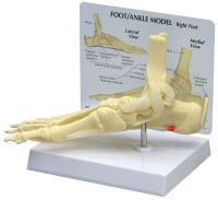 Ankle/Foot Plantar Fasciitis W/ Key Card