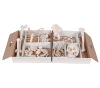 Disarticulated Half Skeleton - Right