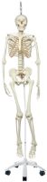 The Functional Skeleton On Hanging Stand, Frank