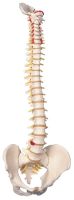 Classic Flexible Spinal Column Model with Full Pelvis