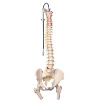 Spine Model - Spinal Column, Vertebral ColumnFemoral Heads