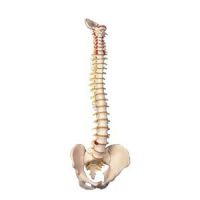 Flexible Spinal Column Female