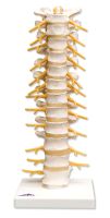 Thoracic Spinal Column