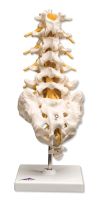 Lumbar Spinal Column Model with Stand