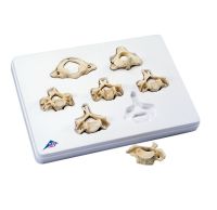 Cervical Vertebrae-Set Of 7