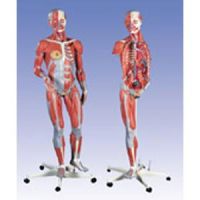American 3b Scientific Dual Sex Muscular Figure Model