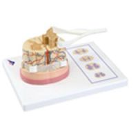 Spinal Cord With Nerve Endings